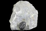 Detailed Gerastos Trilobite Fossil - Morocco #134096-5